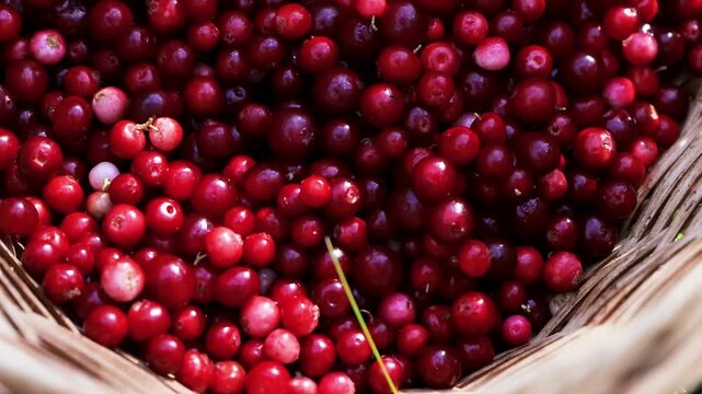 Close-up video of freshly picked ripe wild lingonberries, Vaccinium vitis-idaea, filling a wicker basket after forest harvesting in Finland. 