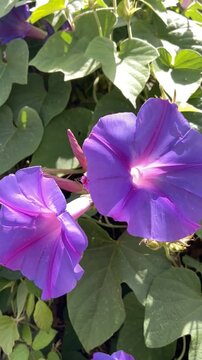 Ipomoea indica or Blue morning glory purple flowers growing wild in Tenerife, Canary Islands, Spain,4K.