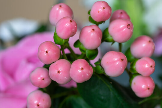 Close up of pink hypericum berries