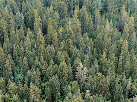 Aerial view of a dense coniferous forest with tall pine and spruce trees, showing varied shades of green and textured canopy in Poland.