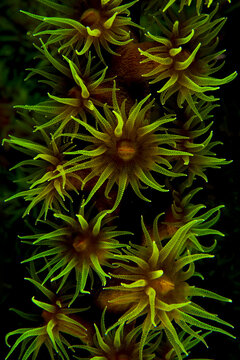 View of vibrant green coral polyps with star-shaped tentacles extending in the deep ocean waters of the Philippines.