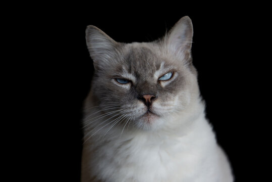 Portrait of a light-colored cat with blue eyes against a black background