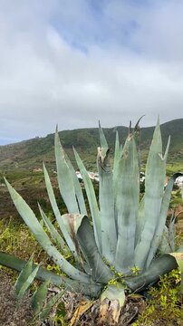 Agave americana succulent plants growing wild in Tierra del Trigo, Tenerife, Canary Islands, Spain.
