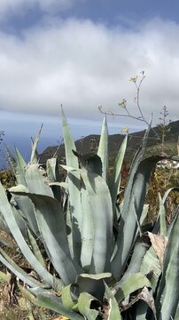 Agave americana succulent plants growing wild in Tierra del Trigo, Tenerife, Canary Islands, Spain.