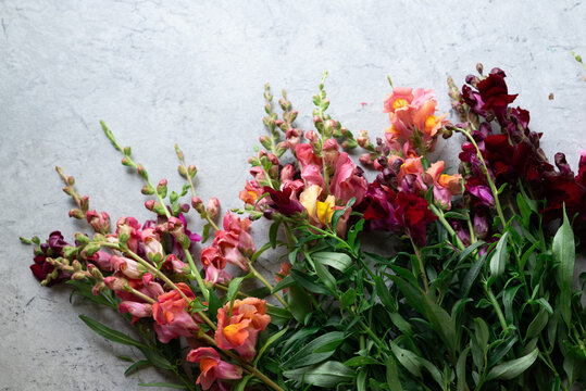 Colorful snapdragon flowers on a textured gray background