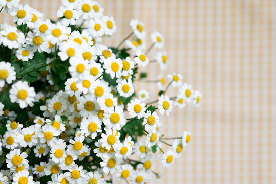 White chamomile bouquet on checkered textile background