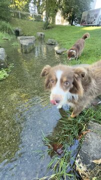 Dog is standing in a stream with another dog behind it