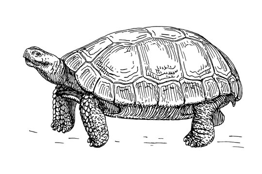 Black and white line art illustration of a detailed tortoise walking on ground