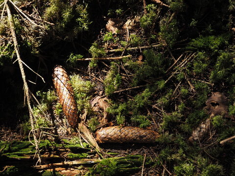 Pine cones in the forest