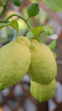 Citron fruit ripening on a branch, showing its bumpy green-yellow skin and surrounding leaves