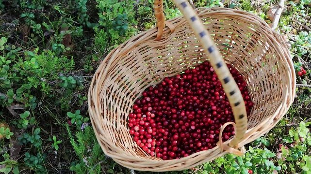 Freshly picked wild lingonberries, Vaccinium vitis-idaea, collected in a wicker basket on the forest floor in Finland. 
