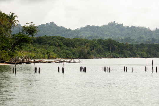 Misty tropical rainforest shoreline with wooden stakes in Costa Rica