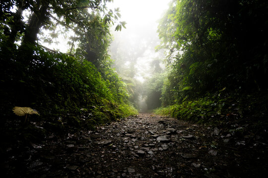 Misty rainforest trail in Costa Rica wilderness