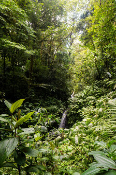 Lush tropical rainforest waterfall in Costa Rica wilderness