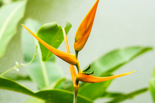 Tropical heliconia flower and leaves in Costa Rica