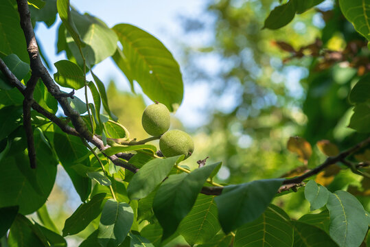 Unripe green walnuts hanging on tree branch with fresh leaves against blue sky background. Young nuts