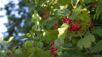 Europen cranberry, Viburnum opulus, red fruits, green leaves. © Solar 760L