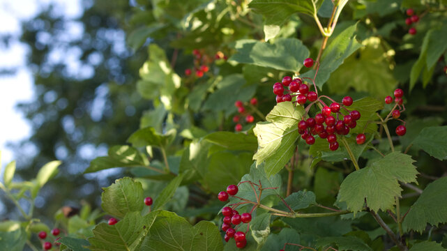 Europen cranberry, Viburnum opulus, red fruits, green leaves.