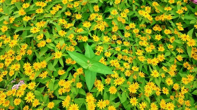 Yellow Butter Daisy Melampodium Flowers Ground Cover Blooming Bed, 4K Slow Motion Cinematic Background
