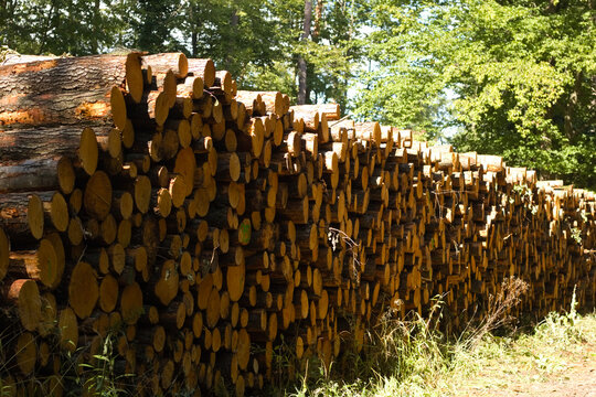 stack of firewood, tree felling, deforestation.
