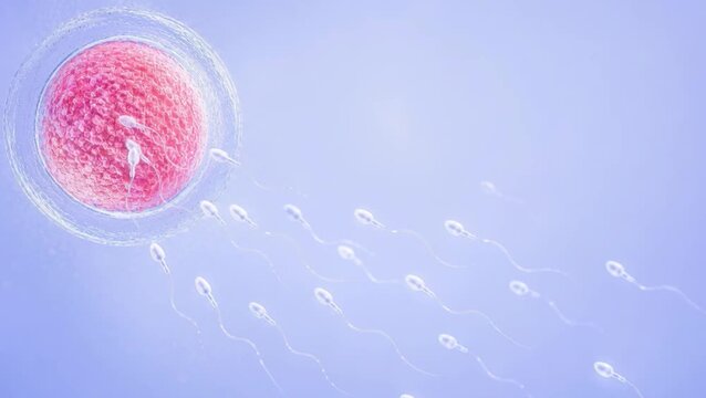 IVF fertilization with sperm approaching egg cell, reproductive medicine and female infertility care with copy space.