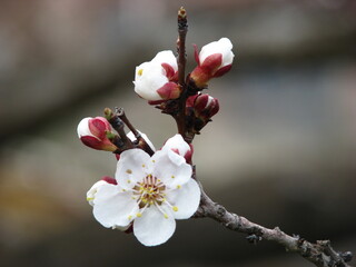 Apricot tree flower blossom in spring © zcan