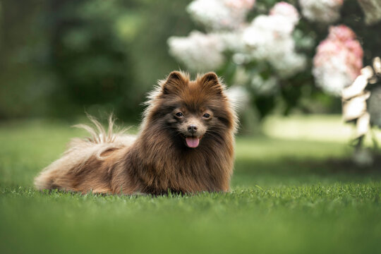 happy brown pomeranian spitz dog lying outdoors in summer