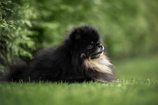 cute black and tan pomeranian spitz lying on grass in summer