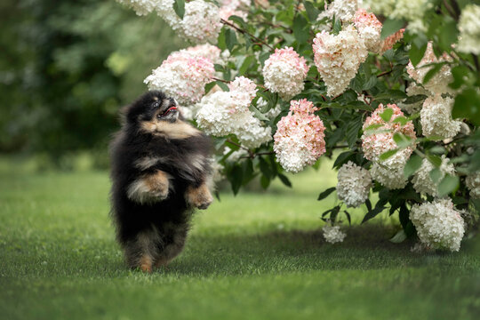happy pomeranian spitz dog posing next to a hydrangea bush