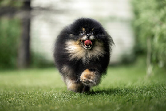 happy pomeranian spitz dog running on grass