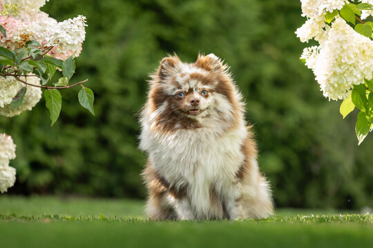 cute merle spitz dog with blue eyes sitting outdoors in summer