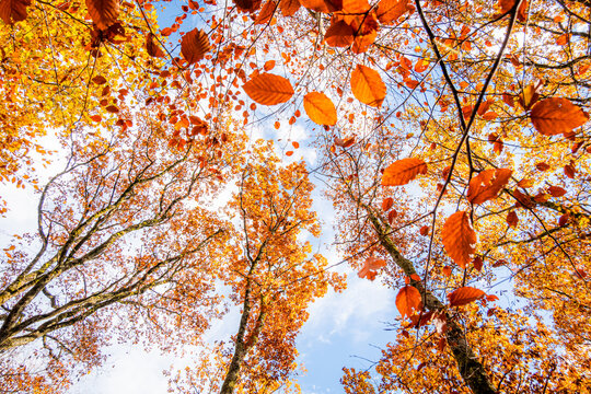Autumn forest canopy with golden leaves and blue sky