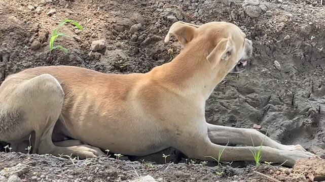Stray light brown dog resting on dirt ground outdoors