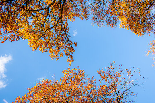 Golden autumn tree canopy framing a clear blue sky