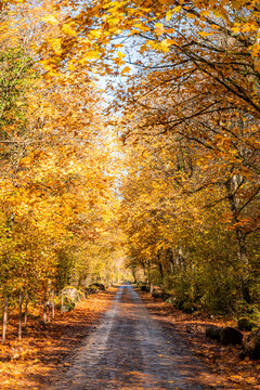 Autumn forest road beneath a golden leaf canopy