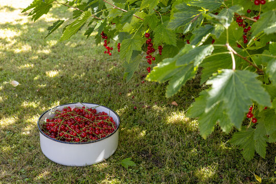 Fresh red currant harvest in a sunny summer garden