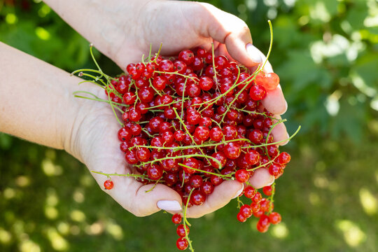 Hands holding fresh red currants from a summer harvest