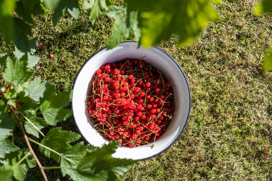 Fresh red currant harvest in a garden enamel bowl