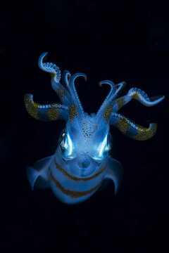 View of a bioluminescent bigfin reef squid with glowing blue patterns and extended tentacles swimming in the dark waters of the Philippines.