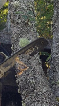 Lumberjack cutting a tree with a chainsaw in the forest