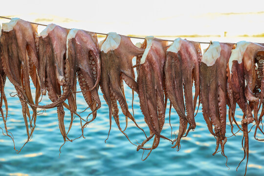 Many octopus drying under the Greek sun over the Aegean sea during a traditional method of preparing the seafood for dinner at local restaurants in Greece. 