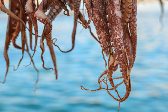 Many octopus drying under the Greek sun over the Aegean sea during a traditional method of preparing the seafood for dinner at local restaurants in Greece. 