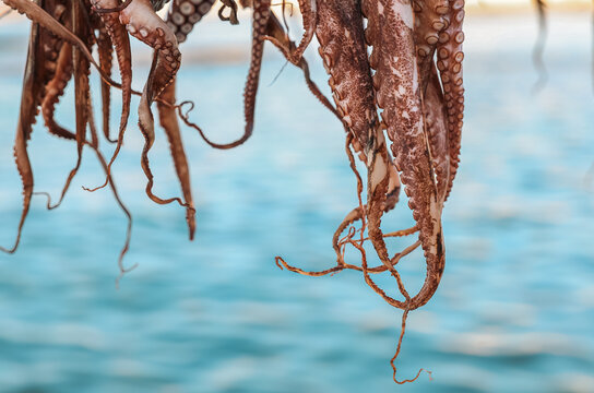 Many octopus drying under the Greek sun over the Aegean sea during a traditional method of preparing the seafood for dinner at local restaurants in Greece. 