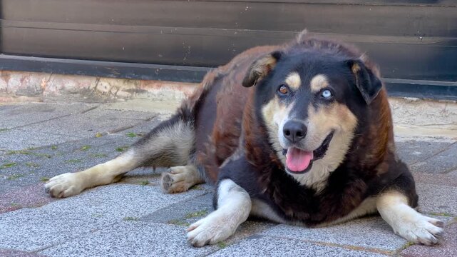 Homeless mixed breed dog with different colored eyes looking at camera in urban street environment in Istanbul, Turkey - stray animal concept