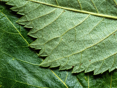 Close-Up Green Leaf Texture With Serrated Edges And Veins Macro Detail Nature Background