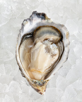 Fresh raw oyster on crushed ice seafood delicacy