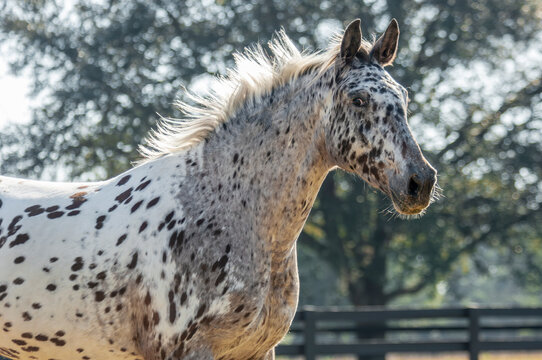 adult female Knabstrupper horse mare runs in field with fence.  The Knabstrupper is a rare Dutch horse breed.