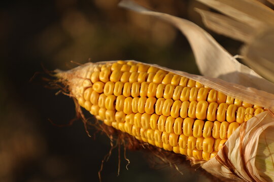 corn, maize, corn ear, corn cob, corn on the cob, kernel, kernels, dent corn, grain, cereal, staple food, food, food production, food industry, harvest, yield, abundance, quality, healthy crop, grain 
