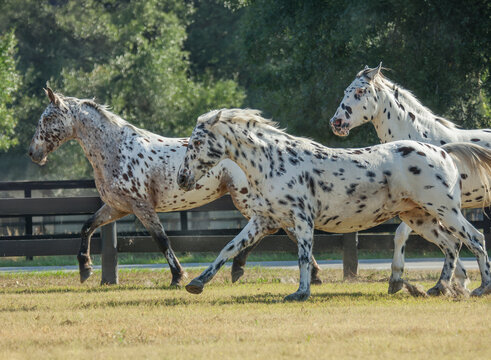 Three rare adult female  Knabstrubber horse mares run in field with fence