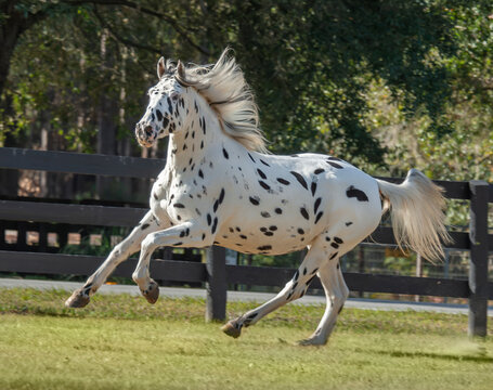 An adult female rare Knabstrupper horse mare runs in grass field with fence. The Knabstrupper is a Dutch horse breed.